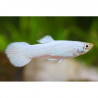 Guppy Hembra full white pearl