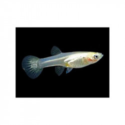 Guppy Macho full white pearl