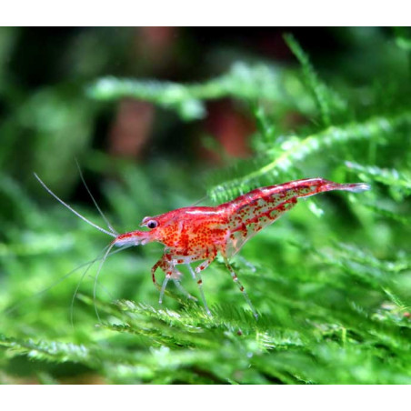 Gambas Red cherry (  5 unidades )