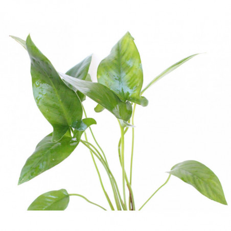 Anubias hastifolia