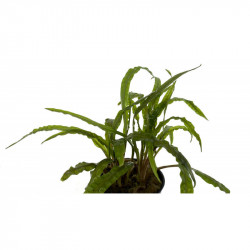 Cryptocoryne crispatula -balansae