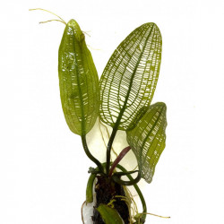 Aponogetum madagascariensis