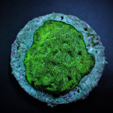 Favites spp. (Green) (frag)