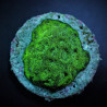 Favites spp. (Green) (frag)