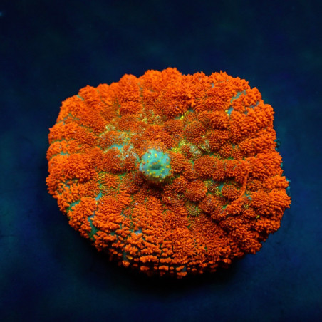 Rhodactis spp. (Orange) (Ultra) (1 unidad)