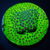 Cyphastrea spp. (Ultra)