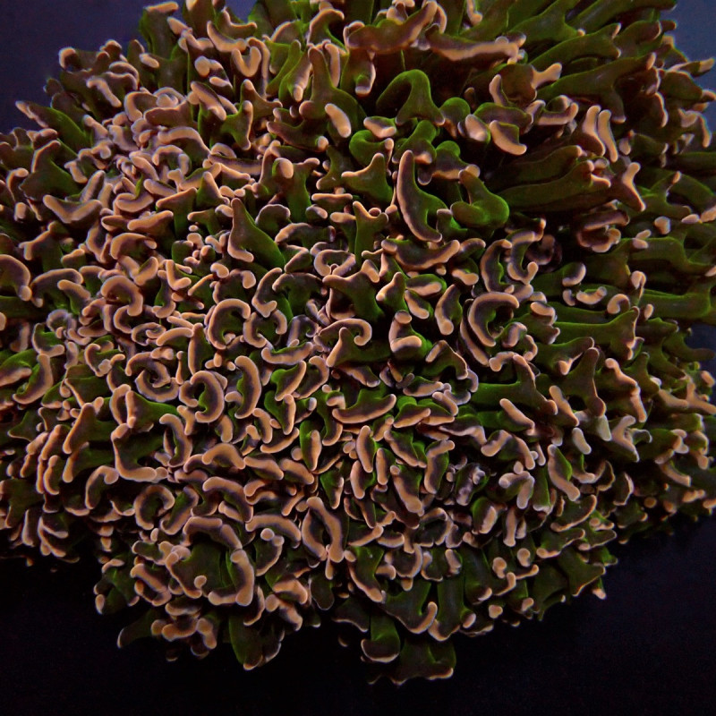 Euphyllia ancora (Special Colored)