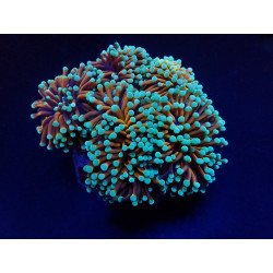 Euphyllia cristata (NYknicks)