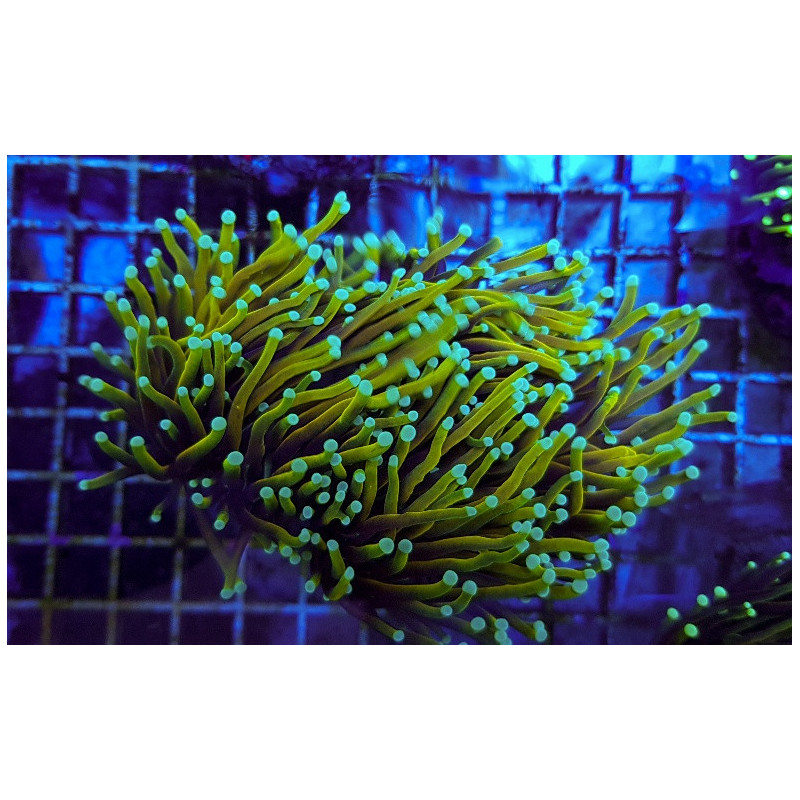 Euphyllia glabrescens (Dragon Soul)