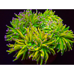 Euphyllia glabrescens (Holy Grail)