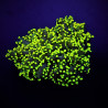 Euphyllia yaeyamaensis (Green) (Ultra)