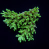 Acropora aculeus