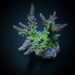 Acropora austera