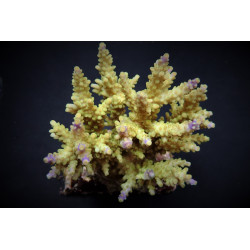 Acropora cerealis