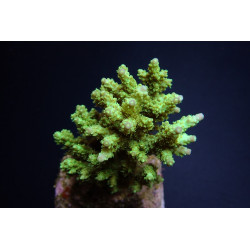 Acropora chesterfieldensis