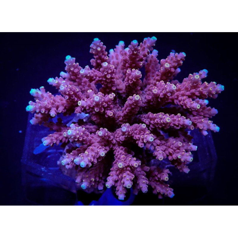 Acropora cytherea