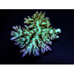 Acropora desalwii