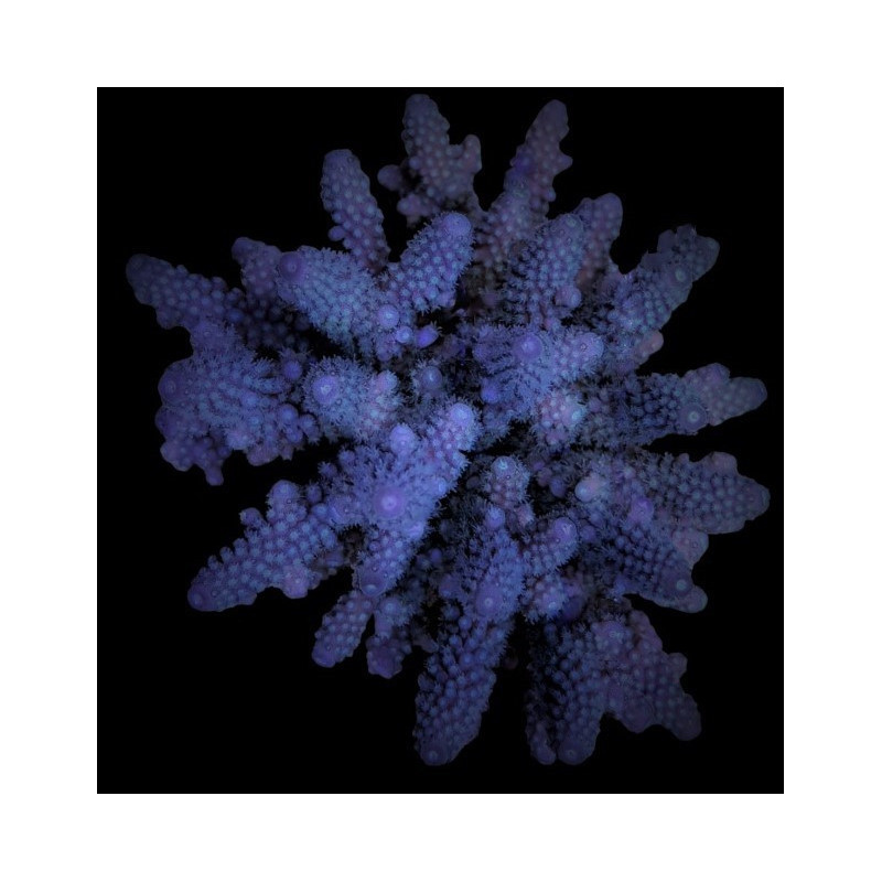 Acropora digitifera