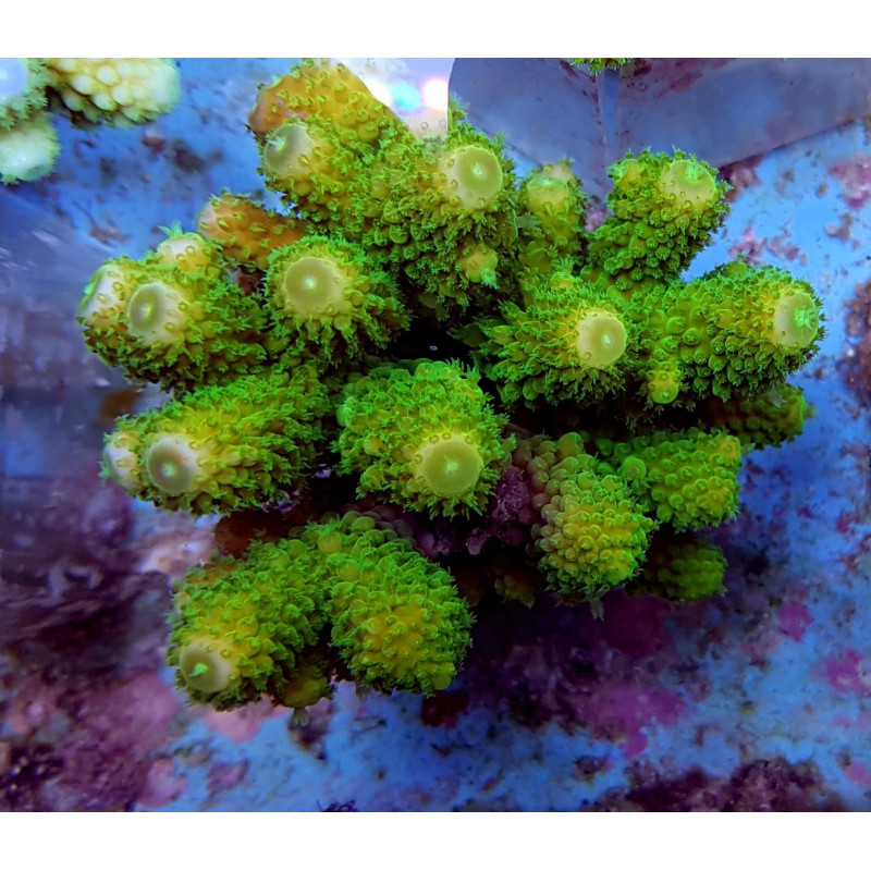 Acropora humilis (Green)