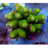 Acropora humilis (Green)