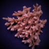 Acropora microclados