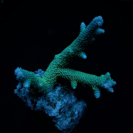 copia de Acropora abrolhosensis