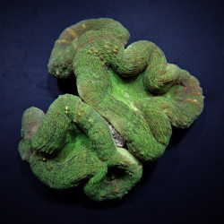 Lobophyllia spp. (Green)