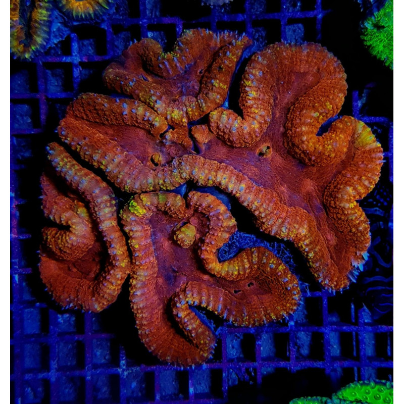 Lobophyllia spp. (Orange-Red) (Ultra)