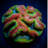 Lobophyllia spp. (Rainbow)