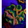 Lobophyllia spp. (Splitcolor) (Premium)