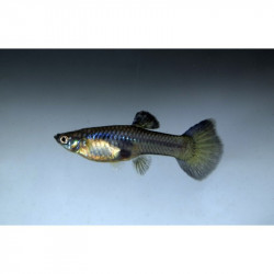 MACHO Guppy Blue Moscow Seleccion