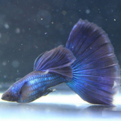 MACHO Guppy Blue Moscow Seleccion