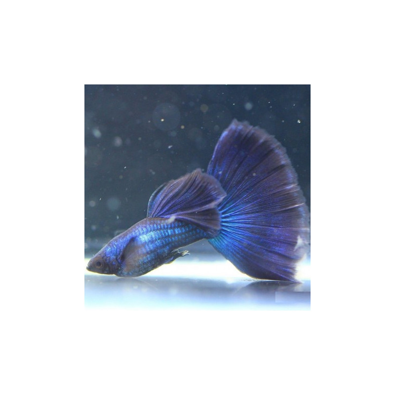 MACHO Guppy Blue Moscow Seleccion