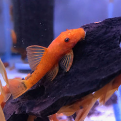 Ancistrus red (3-4 cm)