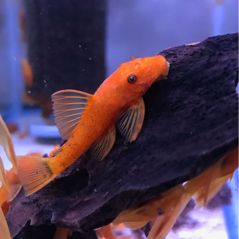 Ancistrus red (3-4 cm)