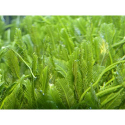 Caulerpa spp macro alga