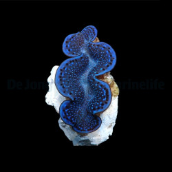 Tridacna maxima (Blue) (3-5cm)